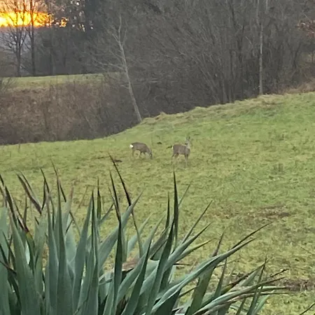 Cara's House * Ljubljana