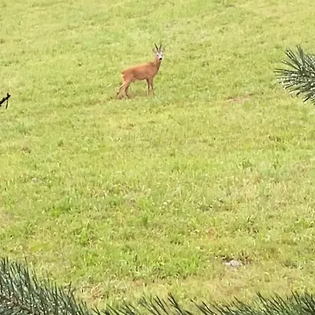 Апартаменты Cara's House *