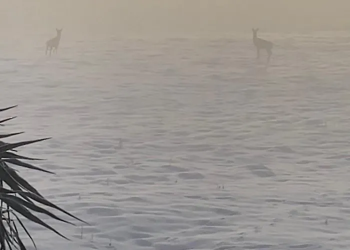 Apartment Cara's House