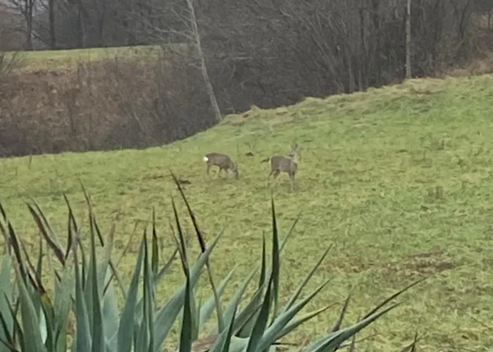 Cara's House * Ljubljana