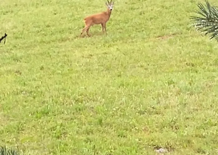 Lejlighed Cara's House *